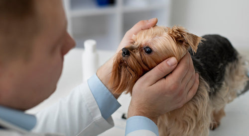 Enfermedades oftalmológicas en perros y gatos: Guía práctica para el abordaje clínico
