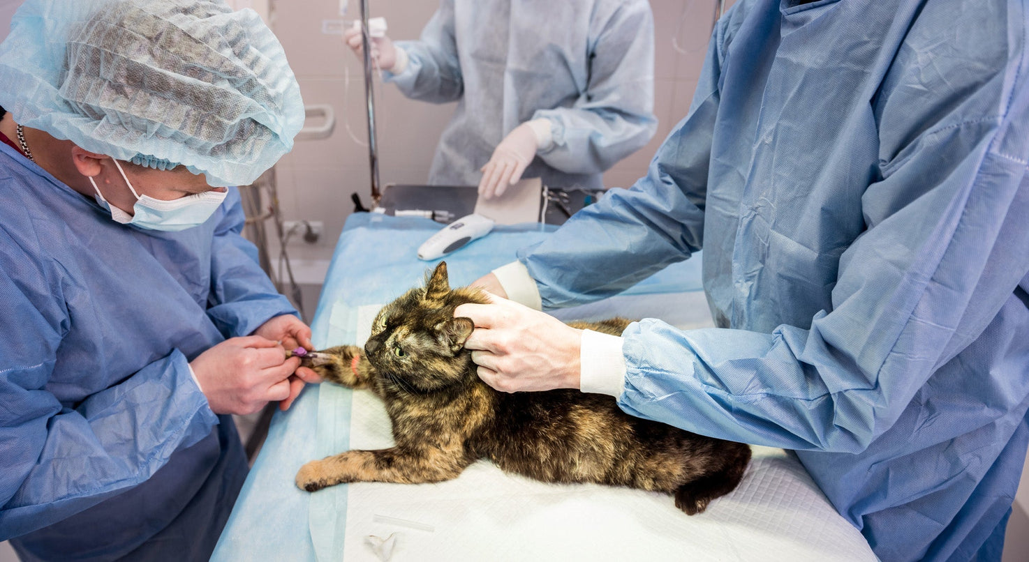 Cirugía veterinaria: zonas quirúrgicas y claves para un procedimiento seguro y eficiente