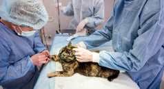 Cirugía veterinaria: zonas quirúrgicas y claves para un procedimiento seguro y eficiente