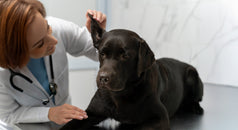 Ehrlichiosis canina: una enfermedad silenciosa con consecuencias graves