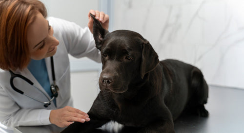 Ehrlichiosis canina: una enfermedad silenciosa con consecuencias graves
