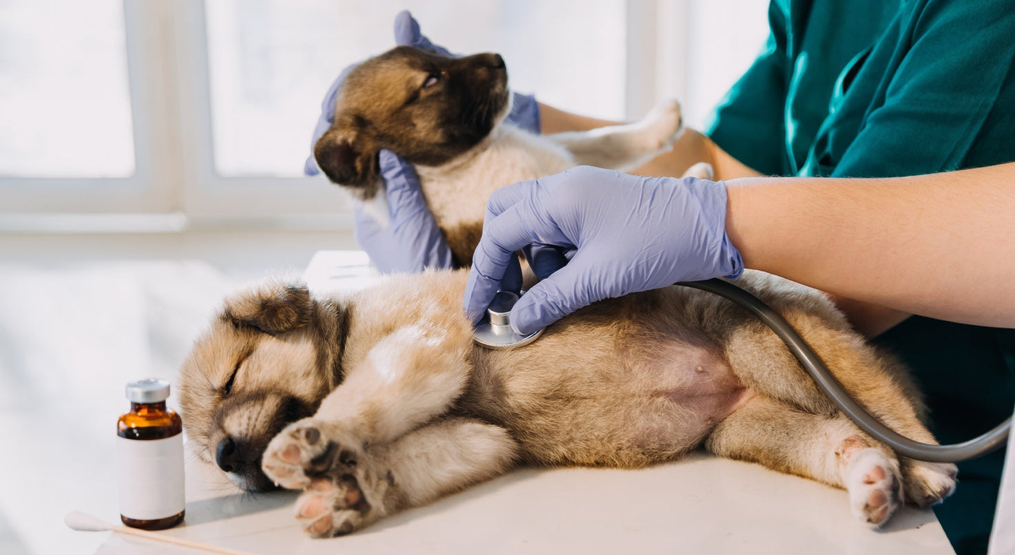 Enfermedades más comunes en cachorros caninos: señales de alerta y diagnóstico veterinario oportuno