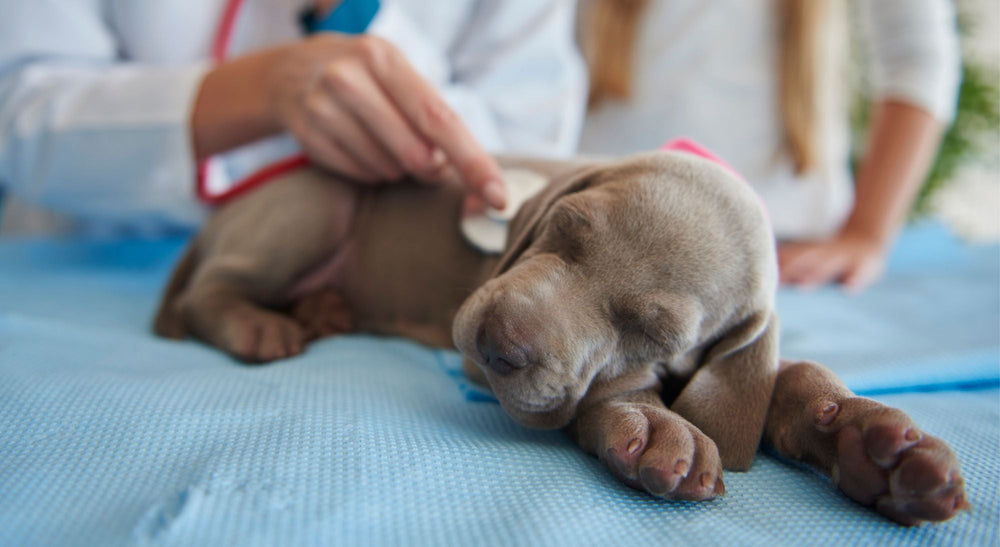 Enfermedades respiratorias en animales de compañía: diagnóstico temprano y herramientas clave