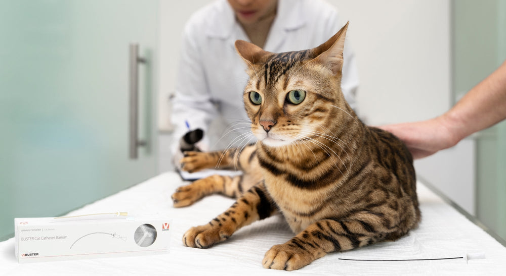 Sondas urinarias en gatos: herramienta clave en el abordaje del FLUTD y la obstrucción felina