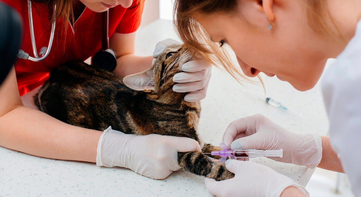 Cateterización veterinaria: elección del calibre y manejo clínico en pequeñas especies