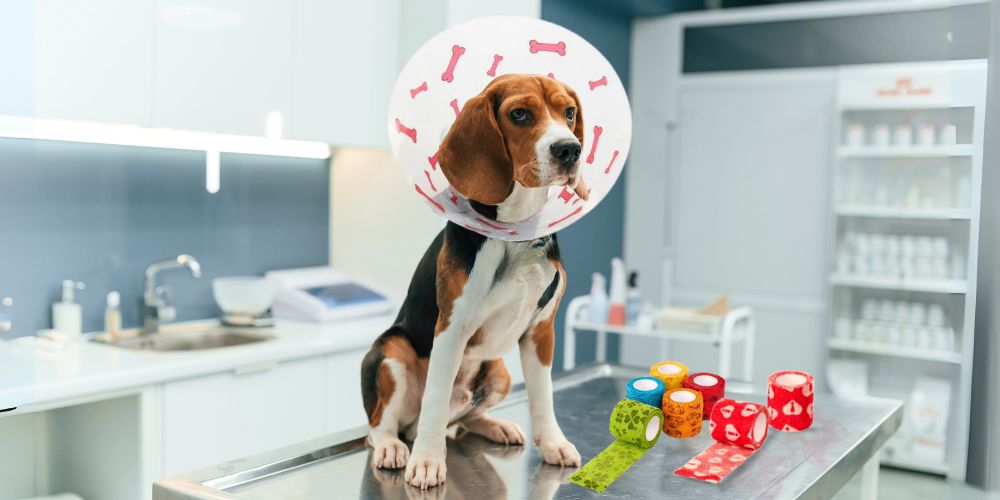 Cuidado postoperatorio en cirugía veterinaria: técnicas avanzadas, recomendaciones clínicas y productos clave