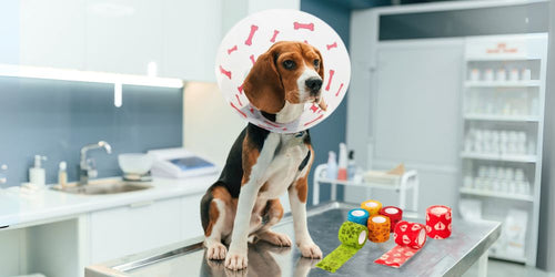 Cuidado postoperatorio en cirugía veterinaria: técnicas avanzadas, recomendaciones clínicas y productos clave