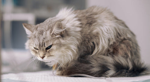 Panleucopenia felina: diagnóstico, prevención y retos clínicos