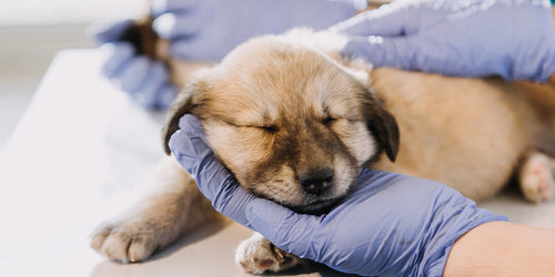 Parvovirus Canino: Avances Clínicos, Diagnóstico, Tratamiento y Prevención en Cachorros