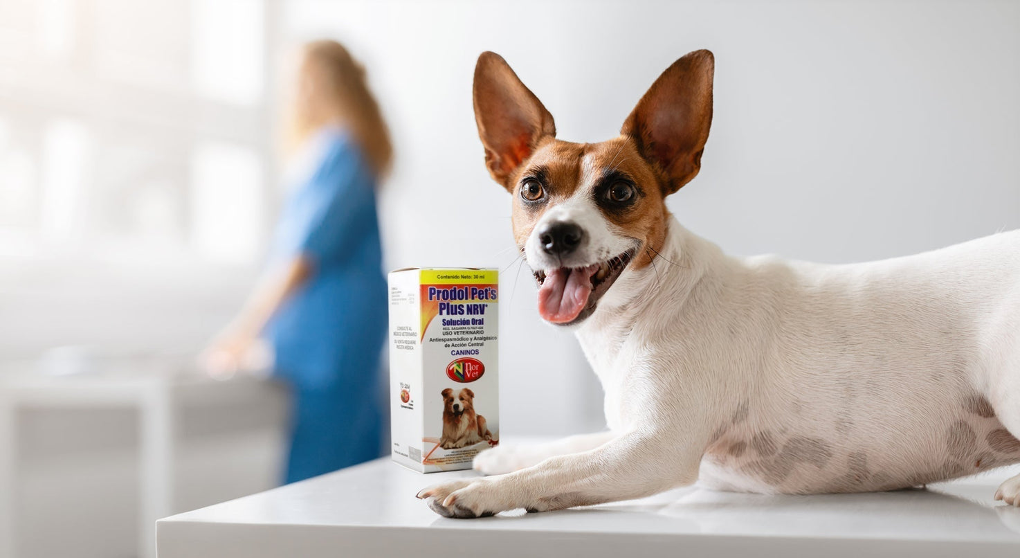 Prodol Pets Plus en la práctica clínica: manejo del dolor gastrointestinal y genitourinario en caninos