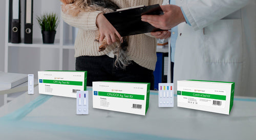 Pruebas rápidas Bionote: diagnóstico inmediato y confiable en la práctica veterinaria