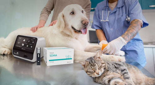 Daño renal en perros y gatos: Diagnóstico temprano, manejo clínico y terapias de soporte.