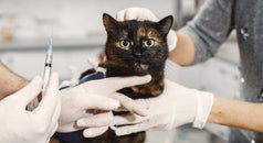 Sida Felino: Abordaje Clínico y Diagnóstico