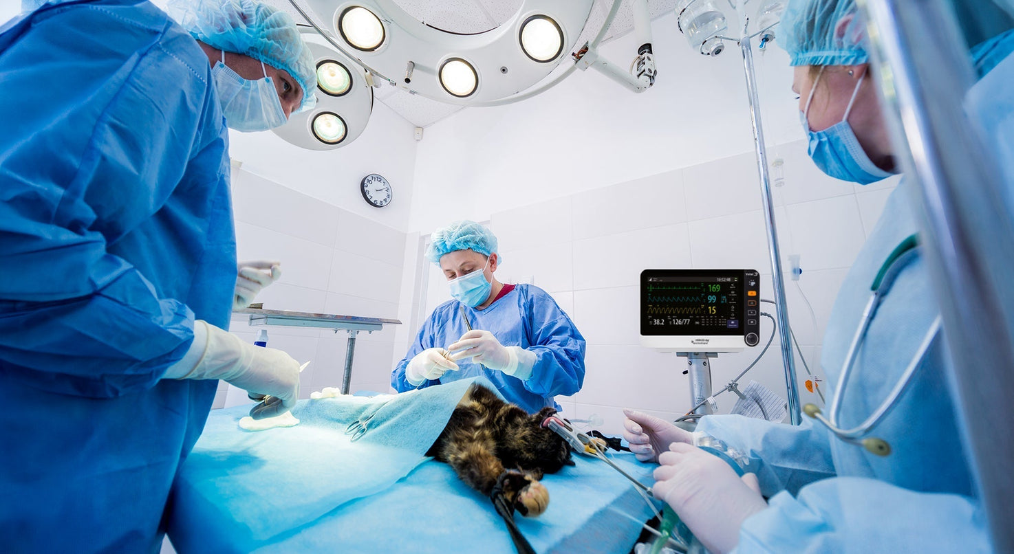 Monitoreo anestésico en tiempo real: parámetros clave en la práctica veterinaria