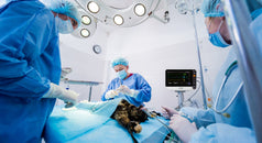 Monitoreo anestésico en tiempo real: parámetros clave en la práctica veterinaria