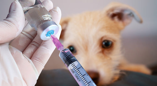 Esquemas de vacunación canina: fundamentos clínicos y consideraciones para una inmunización efectiva
