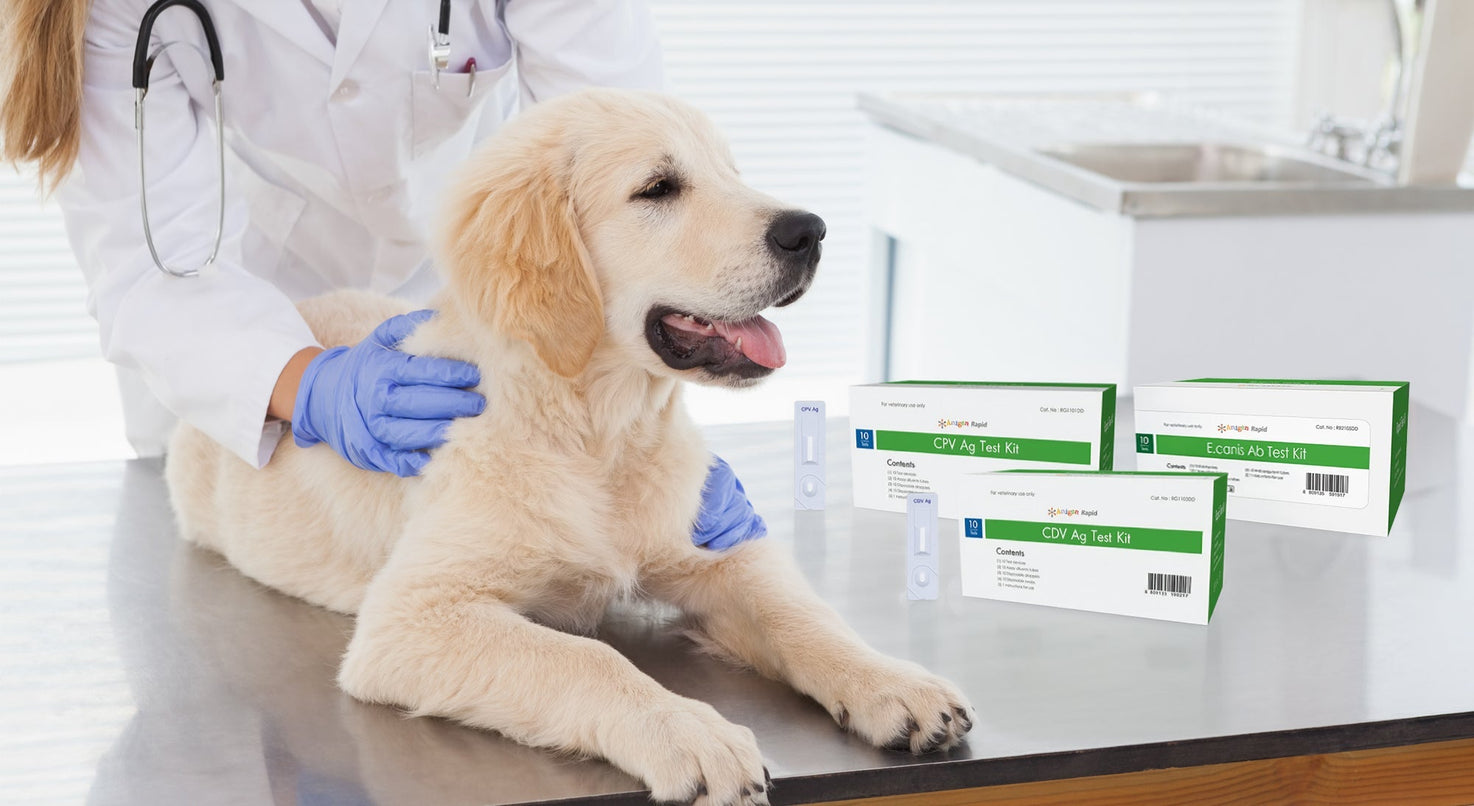 Moquillo, parvovirus y ehrlichiosis: enfermedades que pueden detectarse en minutos