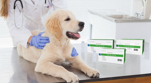 Moquillo, parvovirus y ehrlichiosis: enfermedades que pueden detectarse en minutos