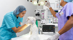 Anestesia veterinaria en perros y gatos: guía completa para la práctica clínica