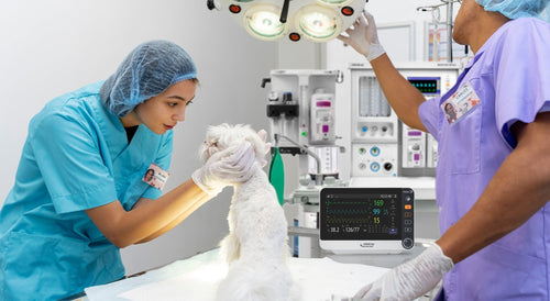 Anestesia veterinaria en perros y gatos: guía completa para la práctica clínica
