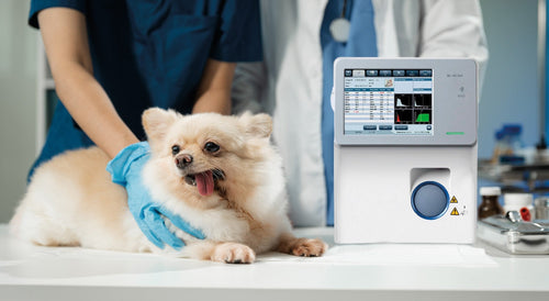 ¿Hemograma normal? Errores frecuentes al interpretar un CBC veterinario
