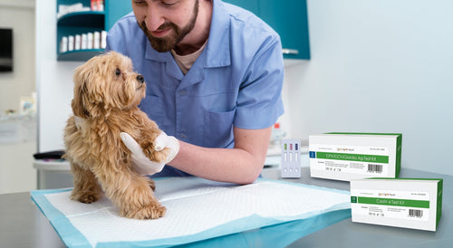 Pruebas rápidas veterinarias: cuándo utilizarlas y cómo mejoran el diagnóstico clínico