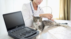 Vetus E3 de Mindray: eficiencia diagnóstica con ultrasonido veterinario en tiempo real