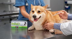 Peek N5: protección integral en esquemas de vacunación para perros en la práctica clínica