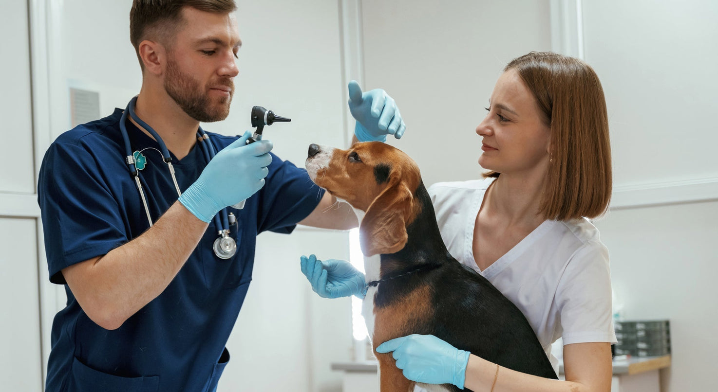 Conjuntivitis en perros y gatos: variantes, señales clínicas, diagnóstico y tratamiento