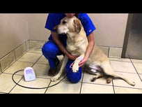 SunTech monitor de presión arterial veterinario Vet20