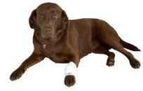 Buster Venda Tubular Extensible Blanca
