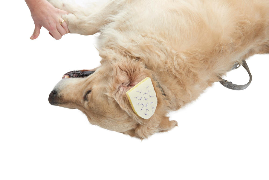 Buster Compresa Estéril Para Otohematomas 12 X 8 cm 10 piezas