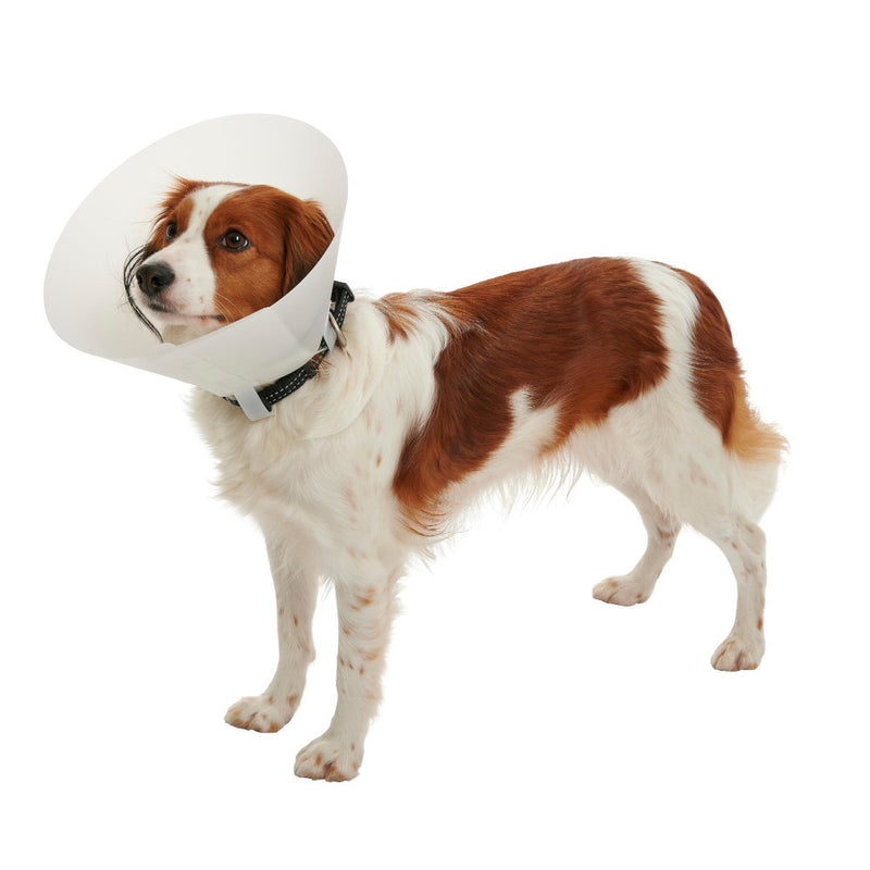 BUSTER Clásico Collar Isabelino