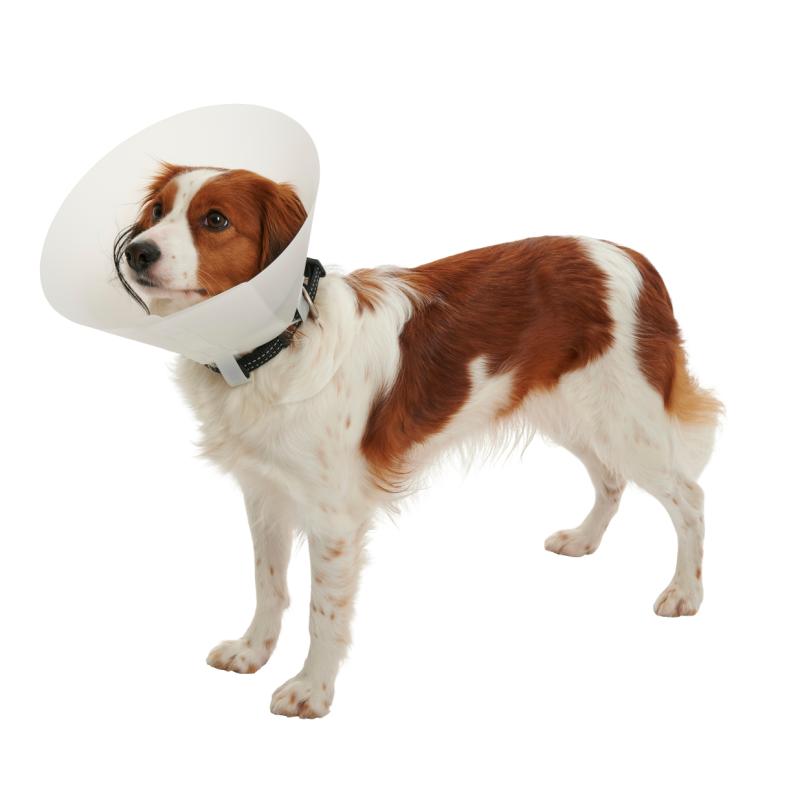 BUSTER Clásico Isabelino Diferentes Tallas