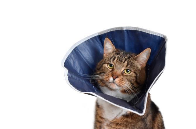 Buster soft collar sale