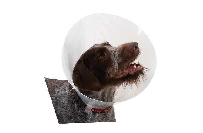 BUSTER Clásico Collar Isabelino Transparente