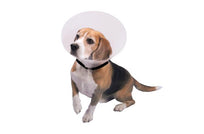 BUSTER Clásico Collar Isabelino Transparente