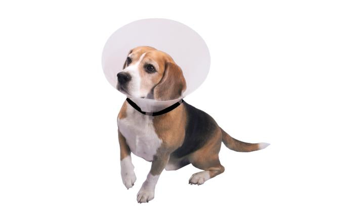 BUSTER Clásico Collar Isabelino Transparente