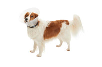 BUSTER Clásico Collar Isabelino Transparente