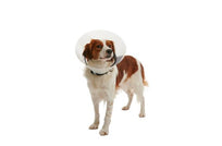 BUSTER Clic Collar Isabelino
