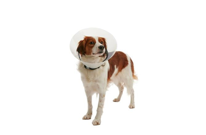 BUSTER Clic Collar Isabelino