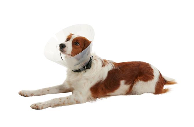 BUSTER Clic Collar Isabelino