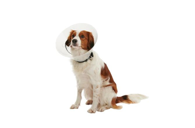 BUSTER Clic Collar Isabelino
