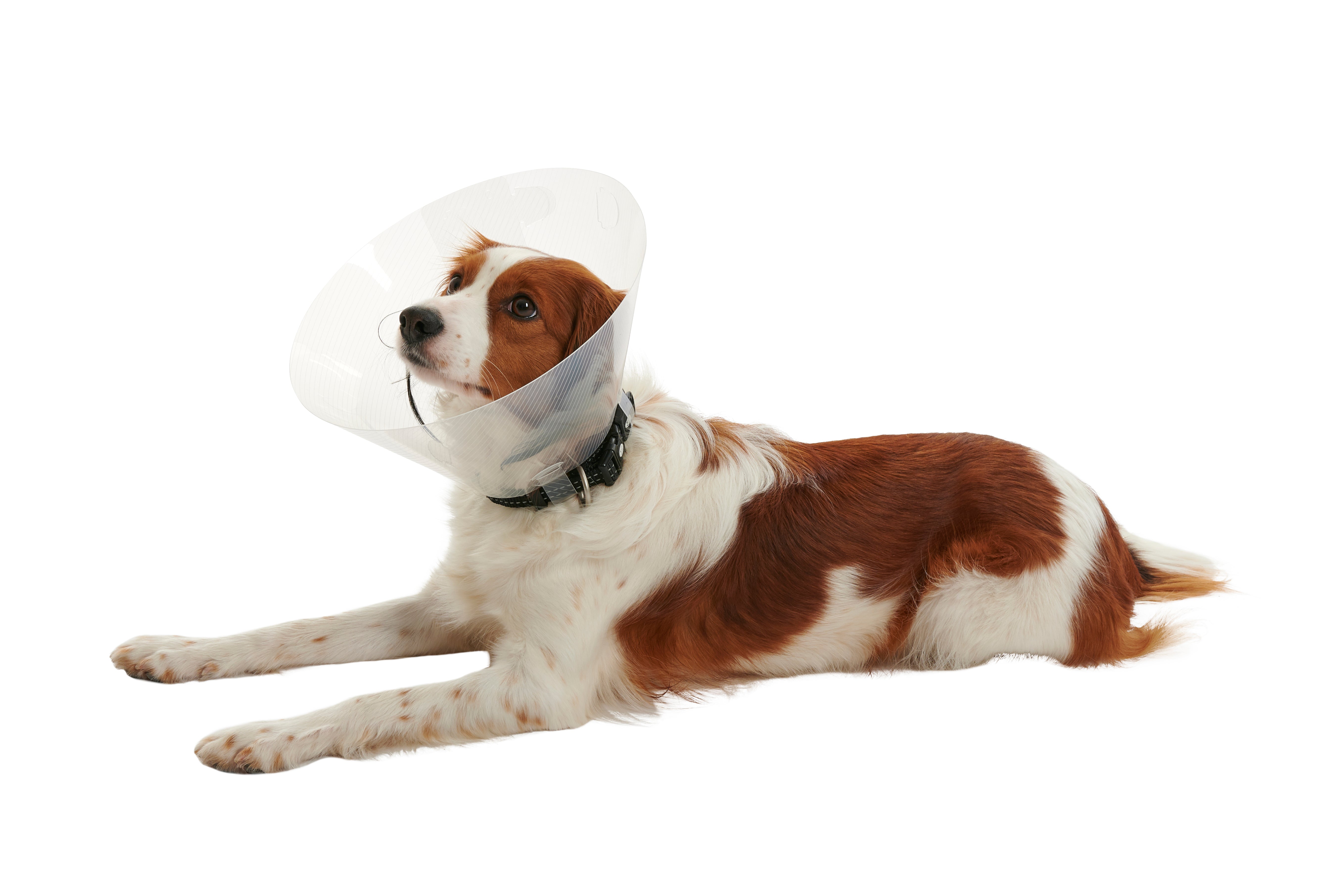 BUSTER Collar Clic, Caja mixta Distrito Vet