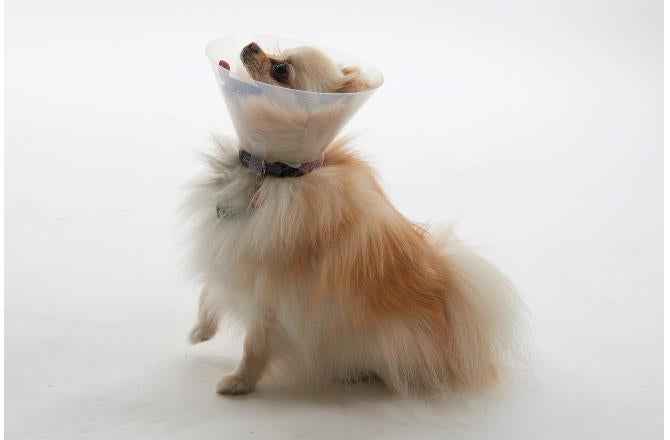 BUSTER Collar Isabellino, Para Braquiocefálico