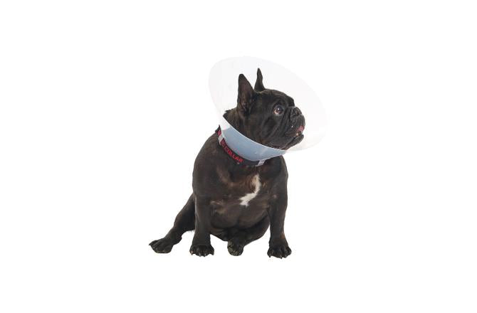 BUSTER Collar Isabellino, Para Braquiocefálico