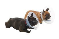 BUSTER Collar Isabellino, Para Braquiocefálico