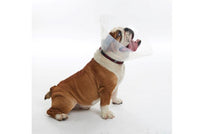 BUSTER Collar Isabellino, Para Braquiocefálico