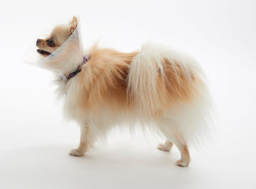BUSTER Collar Isabellino, Para Braquiocefálico, Diferentes Tallas